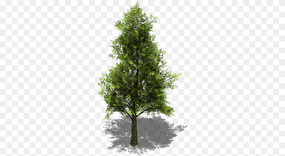 Tree Collection V26 Bleedu0027s Game Art Opengameartorg Realistic Isometric Tree, Conifer, Fir, Plant, Green Free Transparent Png