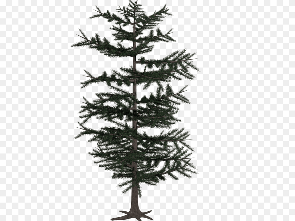 Tree Conifer, Fir, Pine, Plant Png Image