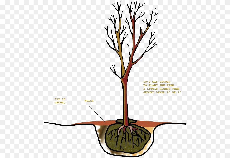 Tree Copy100 Researcher, Plant, Root, Grass Free Transparent Png