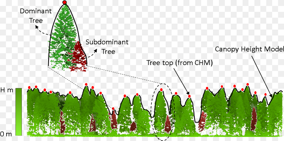 Tree Crown Detection And Delineation Lidar, Fir, Pine, Plant, Conifer Free Transparent Png
