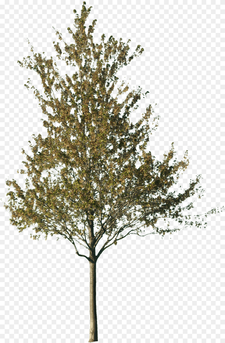 Tree Cut Out, Oak, Plant, Sycamore, Maple Png