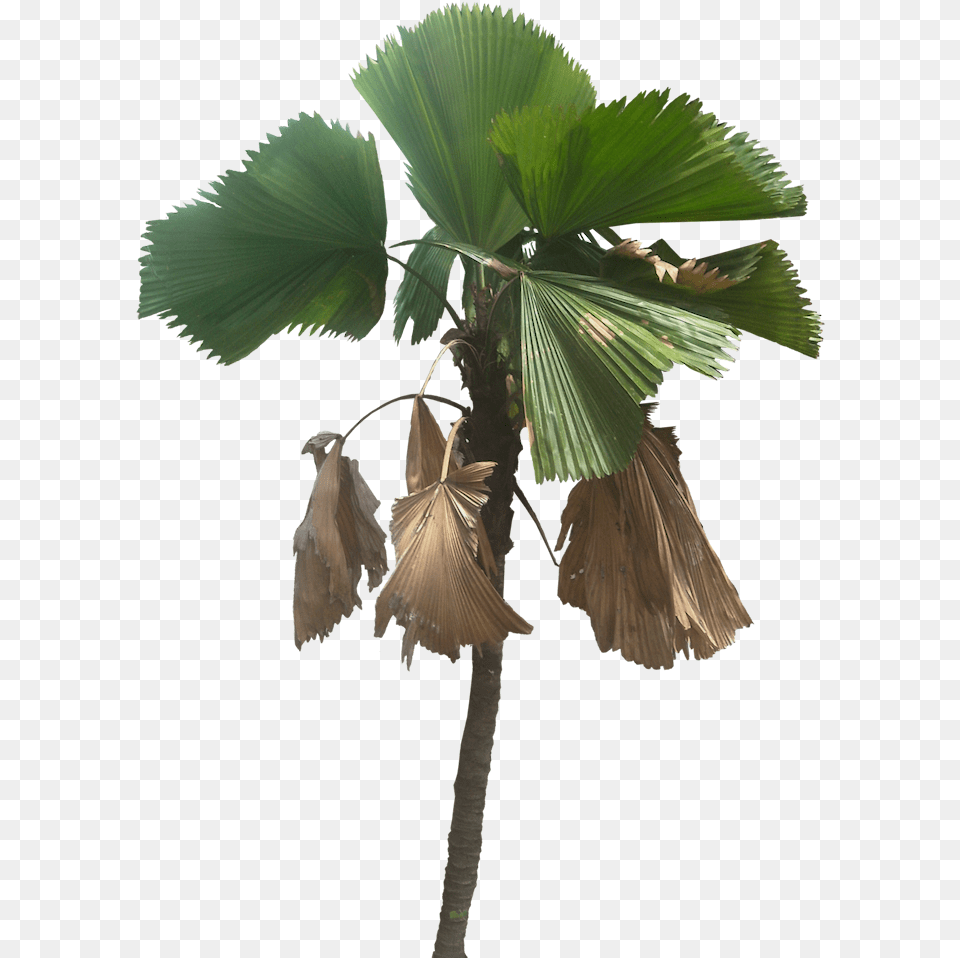 Tree Cut Out Fan Palm Plant Pictures Tropical Palm Trees, Leaf, Palm Tree Free Png
