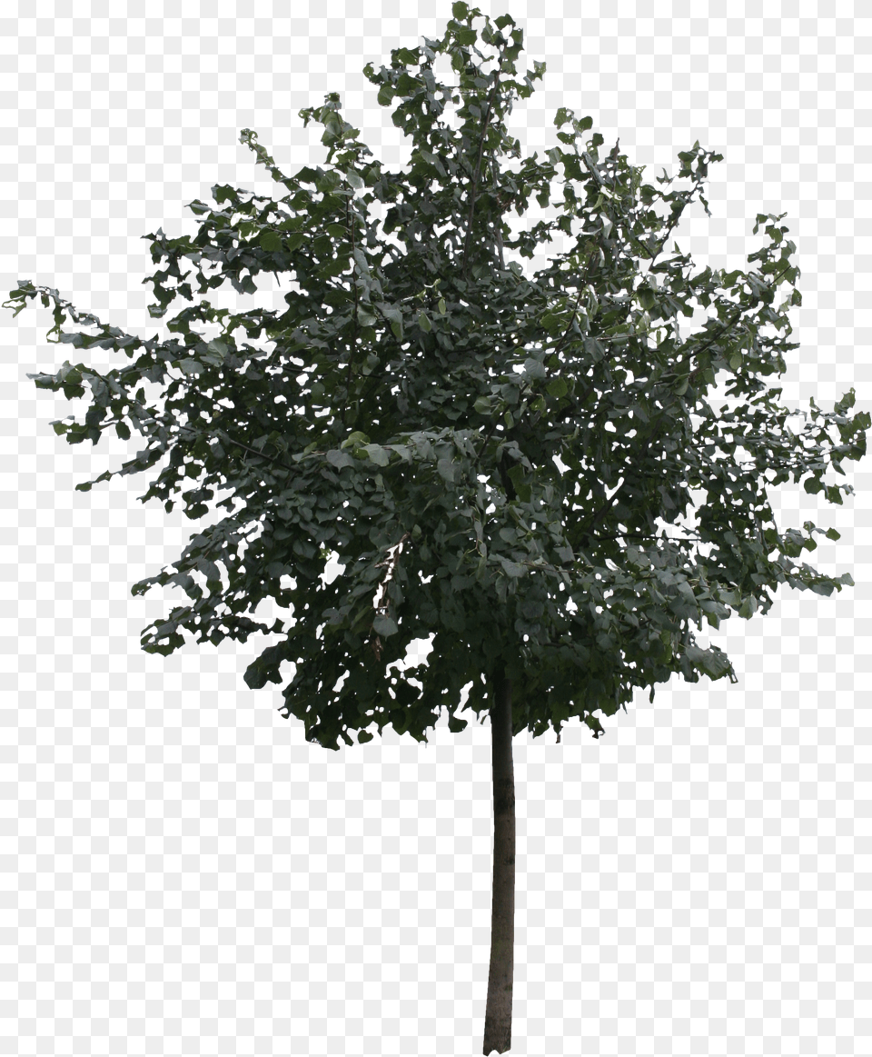 Tree Cutout, Leaf, Plant, Maple, Oak Free Png