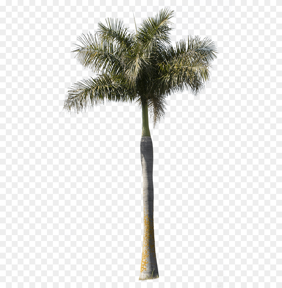 Tree Cutouts Palm Tree, Palm Tree, Plant Png