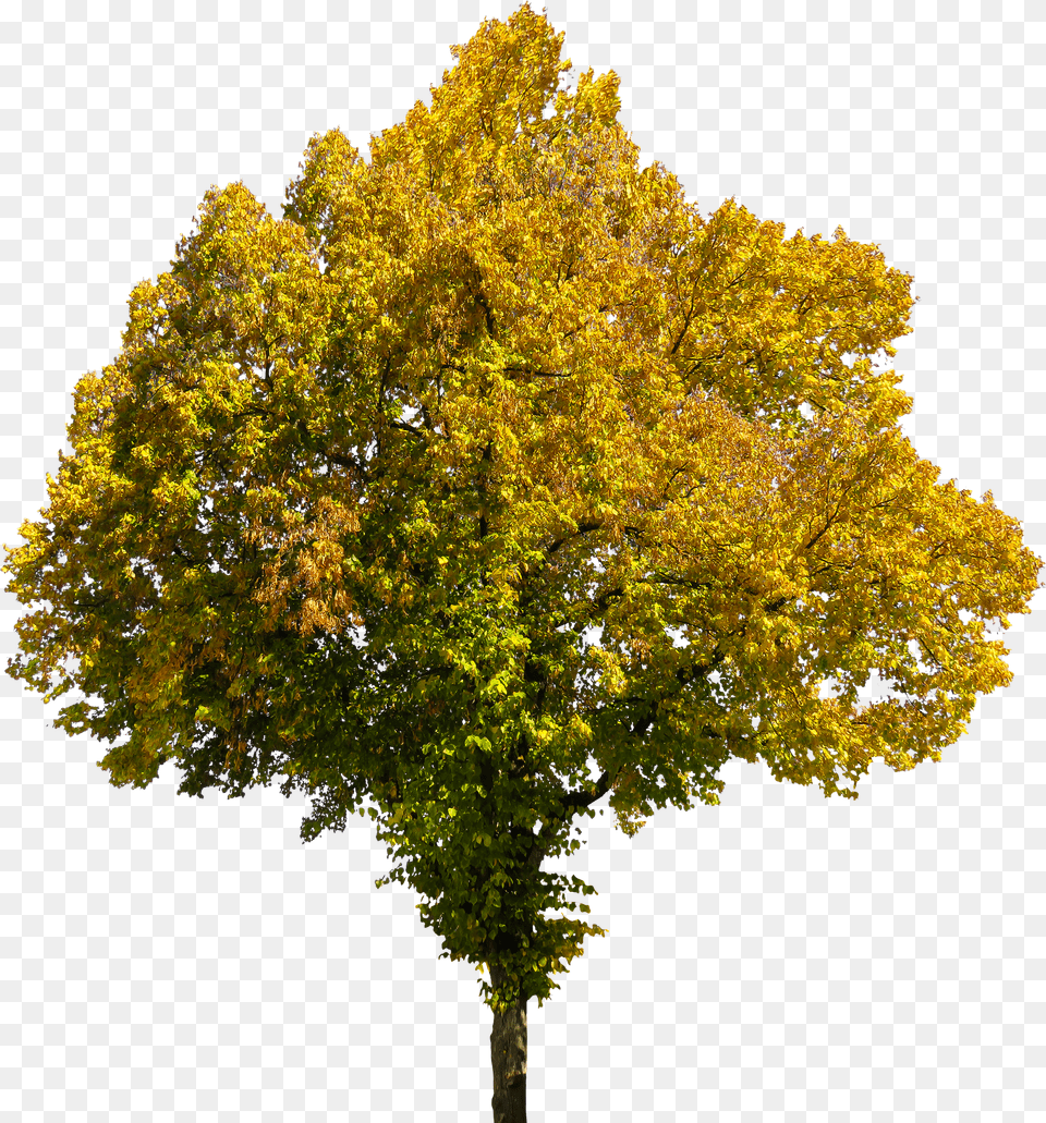 Tree Cutouts With Opacity Maps Fall Yellow Tree Free Png Download