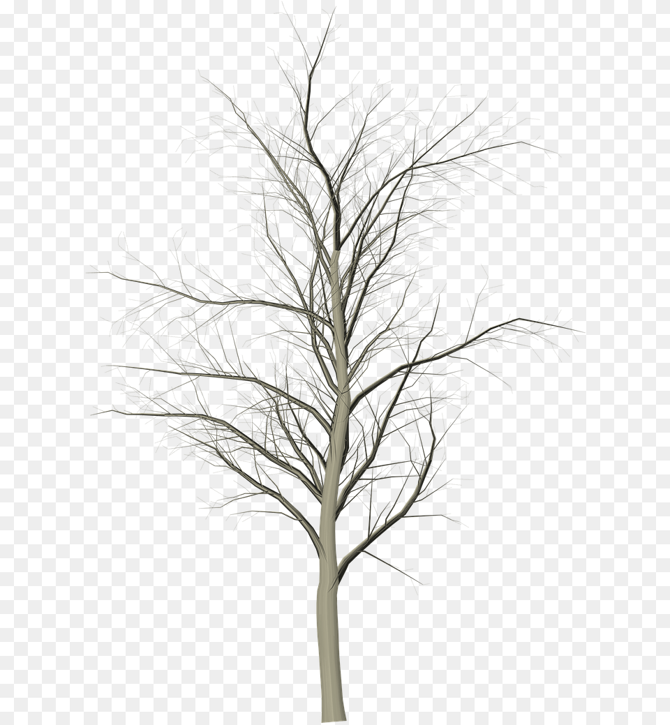 Tree Dead Branches Photo Snow, Plant, Art, Outdoors, Nature Free Png