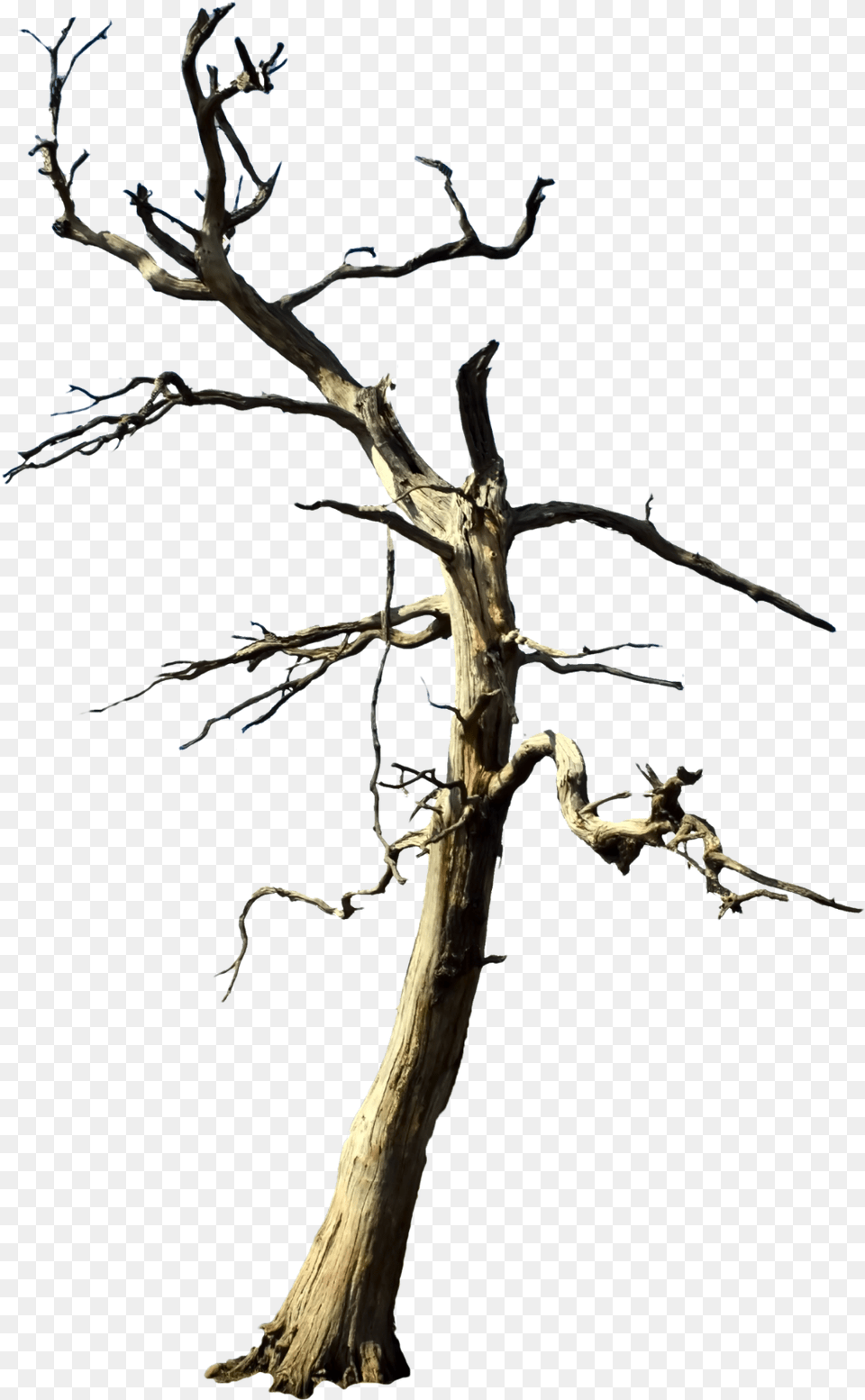 Tree Deadtree Forest Nature Foreground Background Dead Purple Tree No Background, Plant, Wood, Driftwood Free Transparent Png