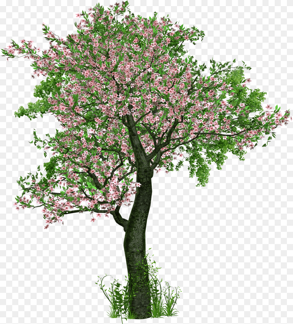 Tree Deciduous Tree Flowers Grass Digital Art Trees With Flowers Png Image
