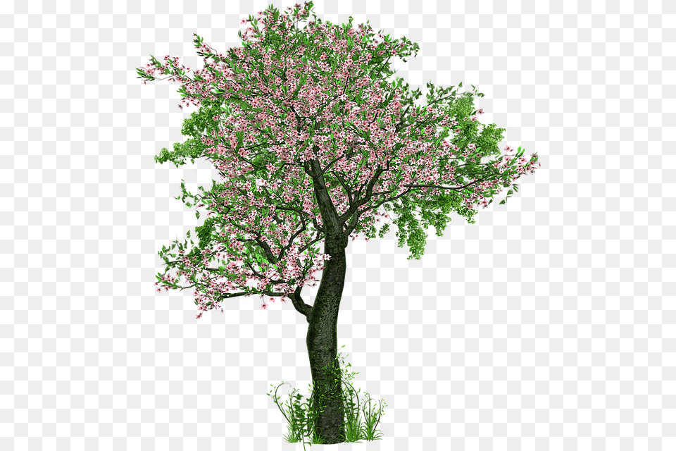 Tree Deciduous Tree Flowers Grass Digital Art Trees With Flowers, Flower, Plant Free Transparent Png