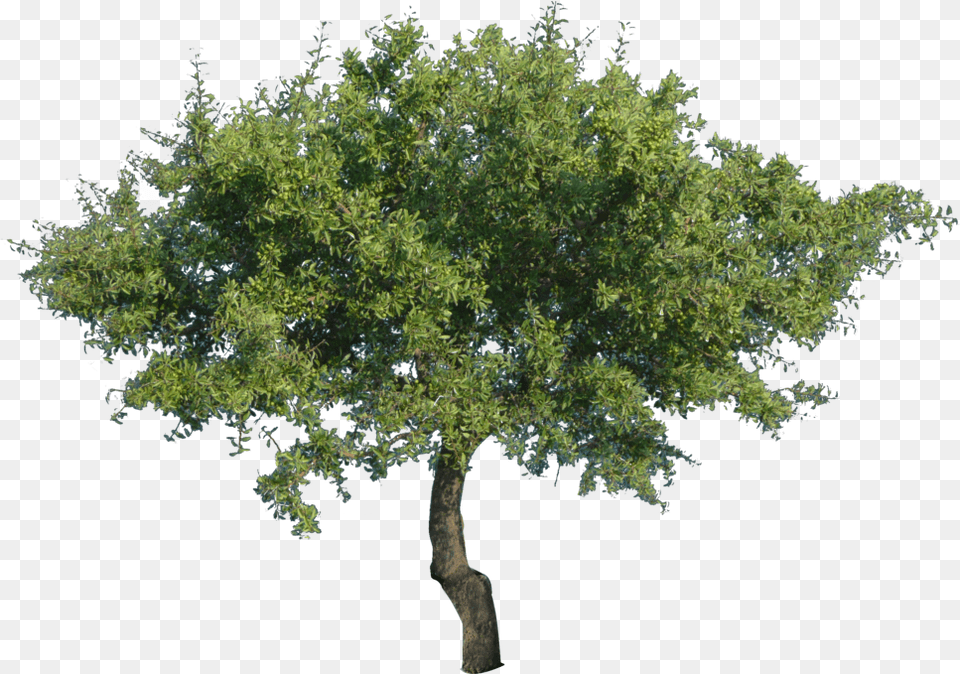 Tree Derevo, Oak, Plant, Sycamore, Tree Trunk Free Png