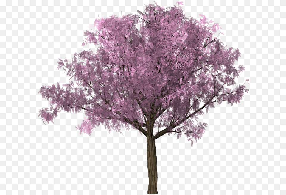 Tree Design Graphics Clipping Scrap Photoshop Cherry Blossom Tree Photoshop, Flower, Plant, Purple, Maple Png