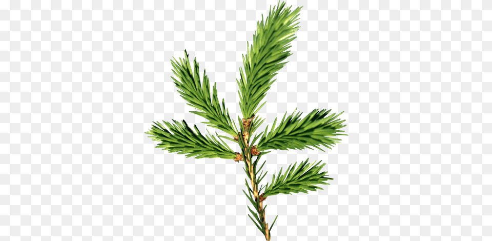 Tree Dlpng, Conifer, Fir, Plant, Pine Free Png