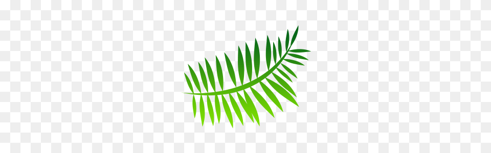 Tree Download, Fern, Green, Leaf, Plant Free Transparent Png