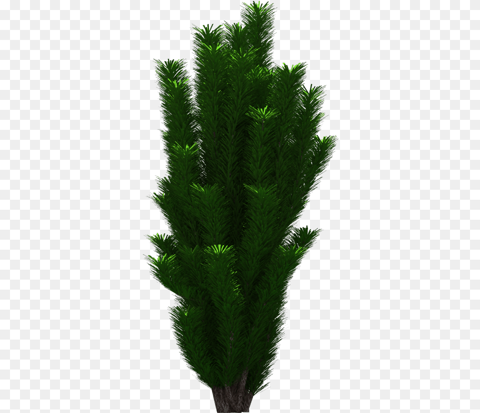 Tree Download Grass, Conifer, Green, Plant, Pine Free Png
