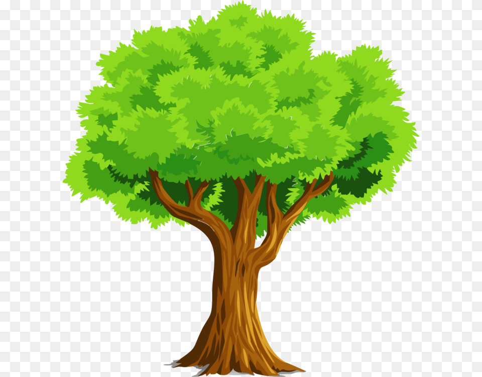 Tree Download Oak Woody Plant, Vegetation, Conifer, Person Free Png