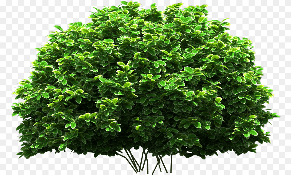 Tree Tree, Green, Leaf, Plant, Vegetation Free Png Download