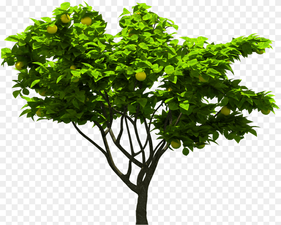 Tree Download Tree, Citrus Fruit, Produce, Potted Plant, Plant Png Image