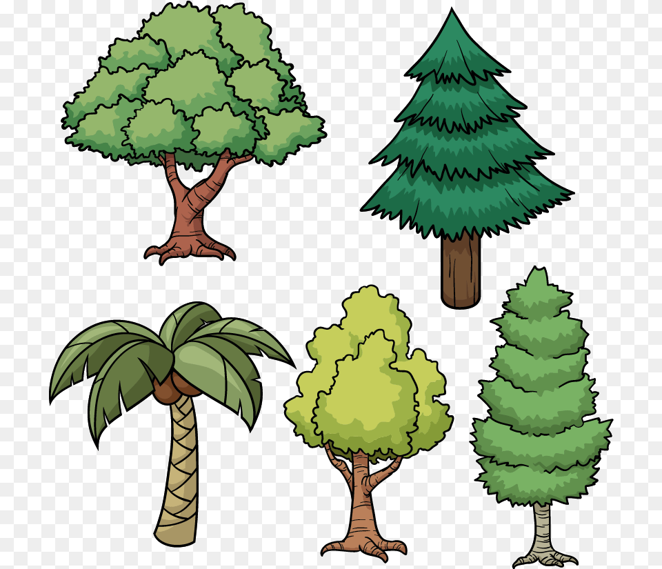 Tree Drawing Cartoon Pine Cartoon Picture Of Trees Different Types Of Trees Easy, Vegetation, Plant, Outdoors, Nature Png Image