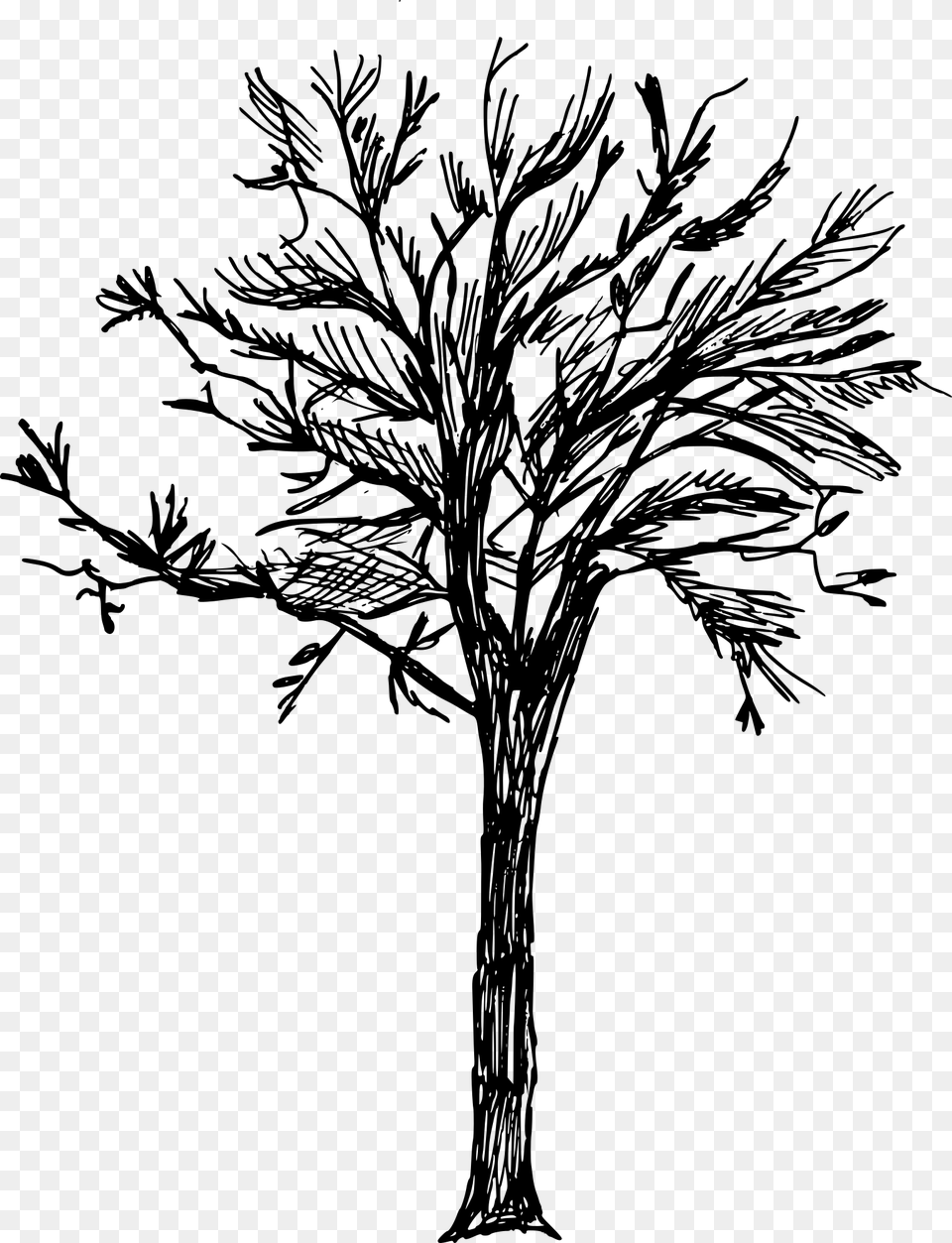 Tree Drawing No Background, Gray Free Png