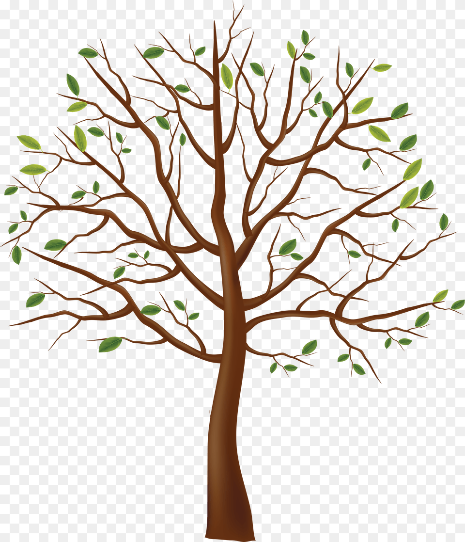 Tree Drawing Tree Clipart Transparent Background, Plant, Tree Trunk, Oak, Sycamore Png