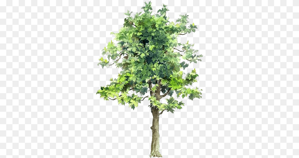 Tree Drawing Watercolor Painting Painted Tree Cut Out, Leaf, Oak, Plant, Potted Plant Free Png