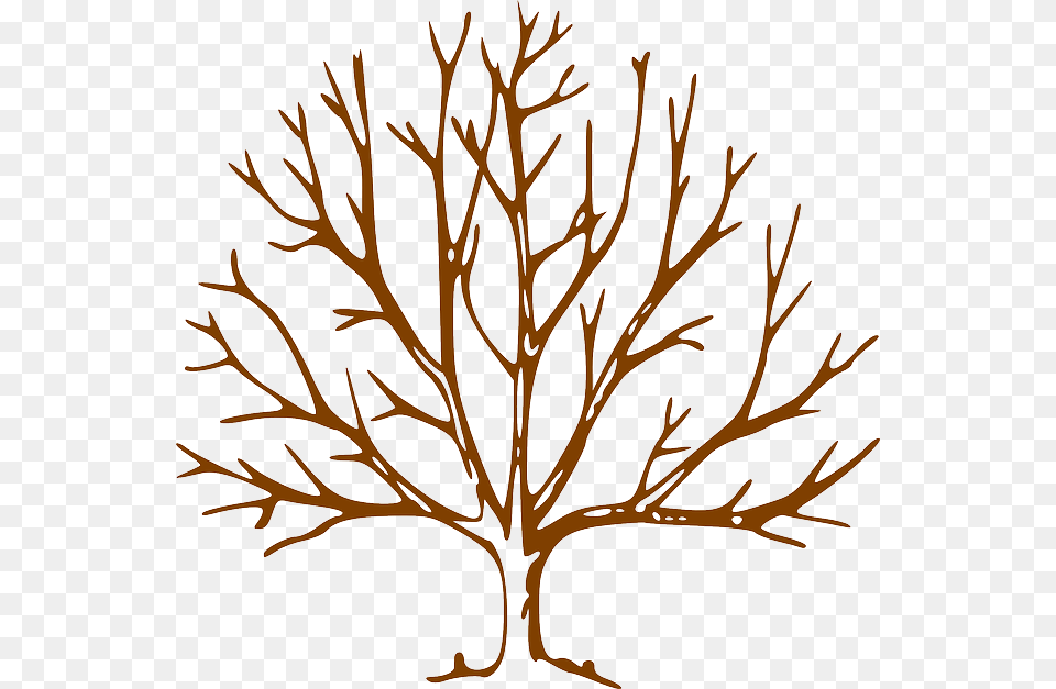 Tree Drawing With Branches, Leaf, Plant, Art Free Transparent Png