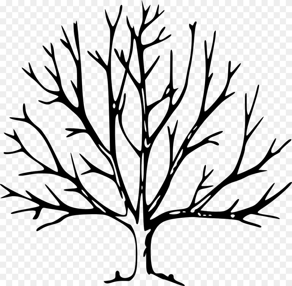 Tree Drawing With Branches Clipart Tree With No Leaves, Gray Free Png