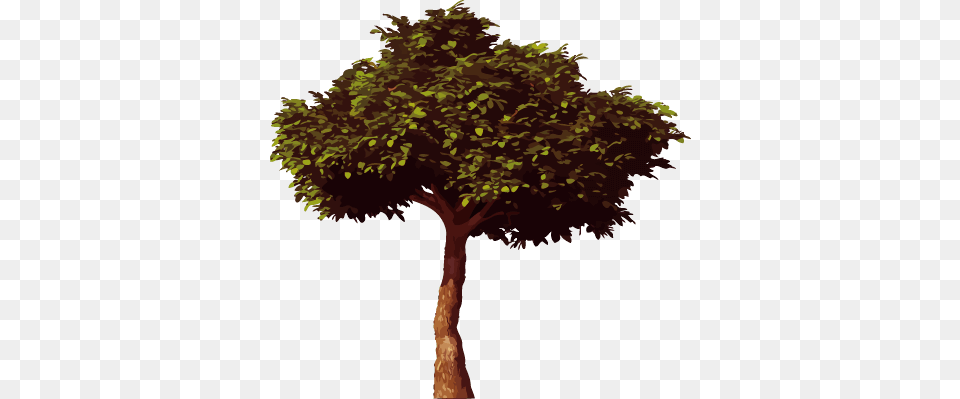 Tree Effect Of Trees On Environment, Maple, Oak, Plant, Sycamore Free Png Download