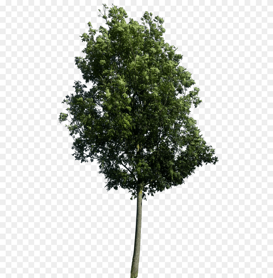 Tree Elevation 1 Rain Forest Trees, Plant, Tree Trunk, Oak, Sycamore Png