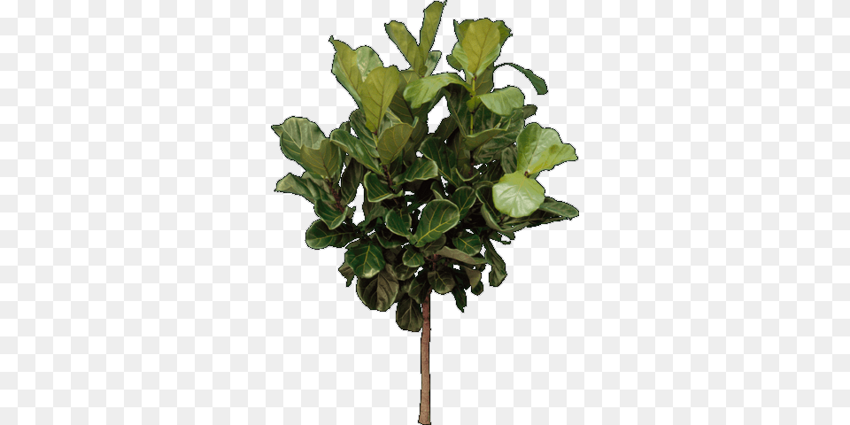 Tree Elevation Gum Bush, Leaf, Plant, Potted Plant, Flower Png Image