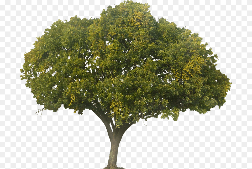 Tree Elevation Photoshop, Oak, Plant, Sycamore, Tree Trunk Free Png