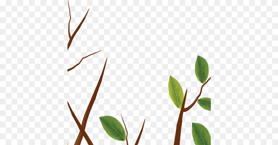 Tree Even 04 Twig, Leaf, Plant, Herbal, Herbs Free Png Download