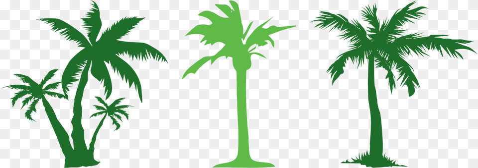 Tree Evergreen Arecaceae Clip Art Coconut, Leaf, Palm Tree, Plant, Vegetation Free Transparent Png