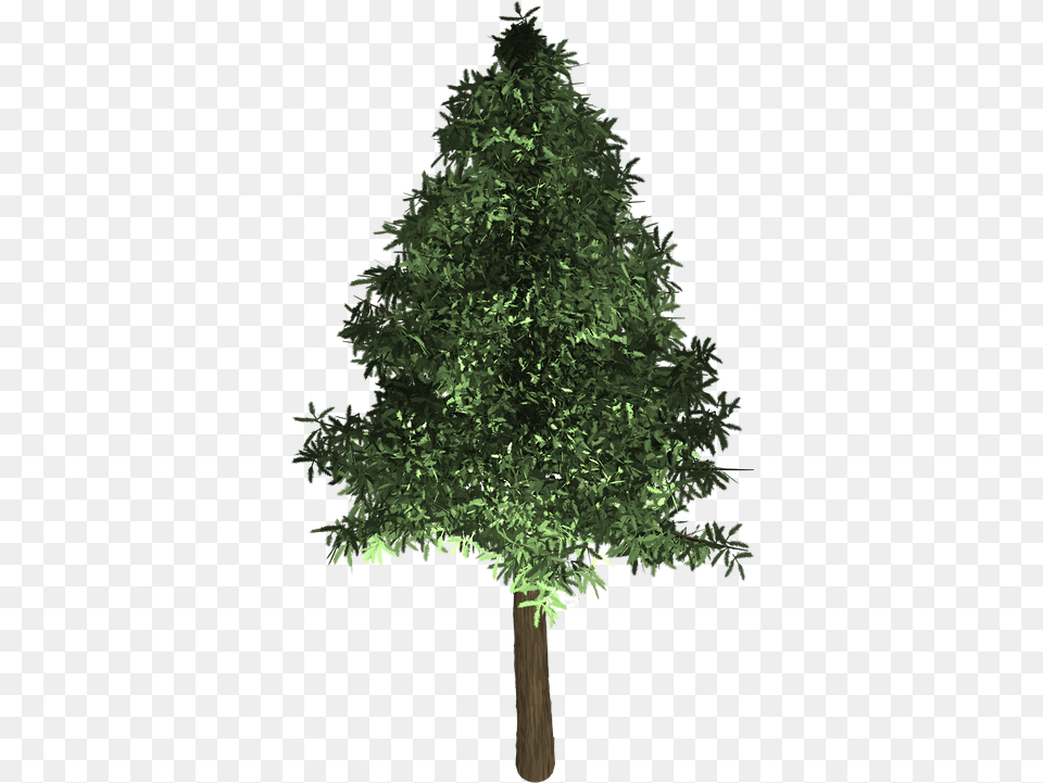 Tree Evergreen Isolated Oak Tree, Plant, Conifer, Fir, Green Free Transparent Png