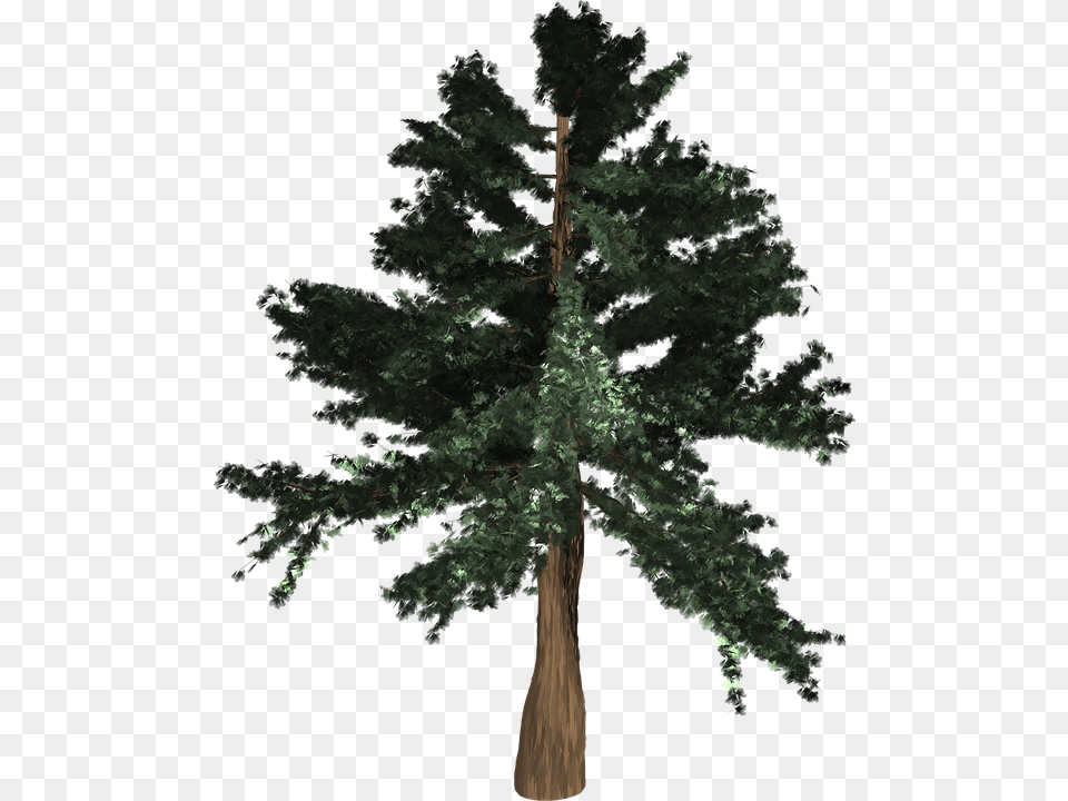 Tree Evergreen Isolated Pine Spruce Redwood Coast Redwood, Conifer, Plant, Fir, Tree Trunk Free Transparent Png