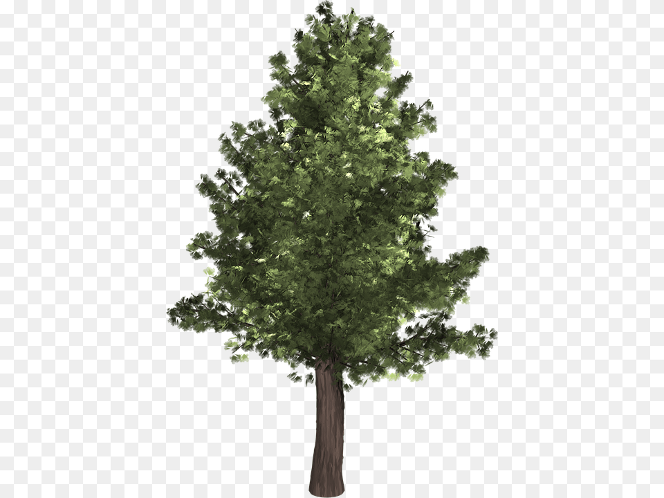 Tree Evergreen Isolated Pine Spruce Redwood Realistic Tree Clip Art, Plant, Conifer, Tree Trunk, Oak Free Transparent Png