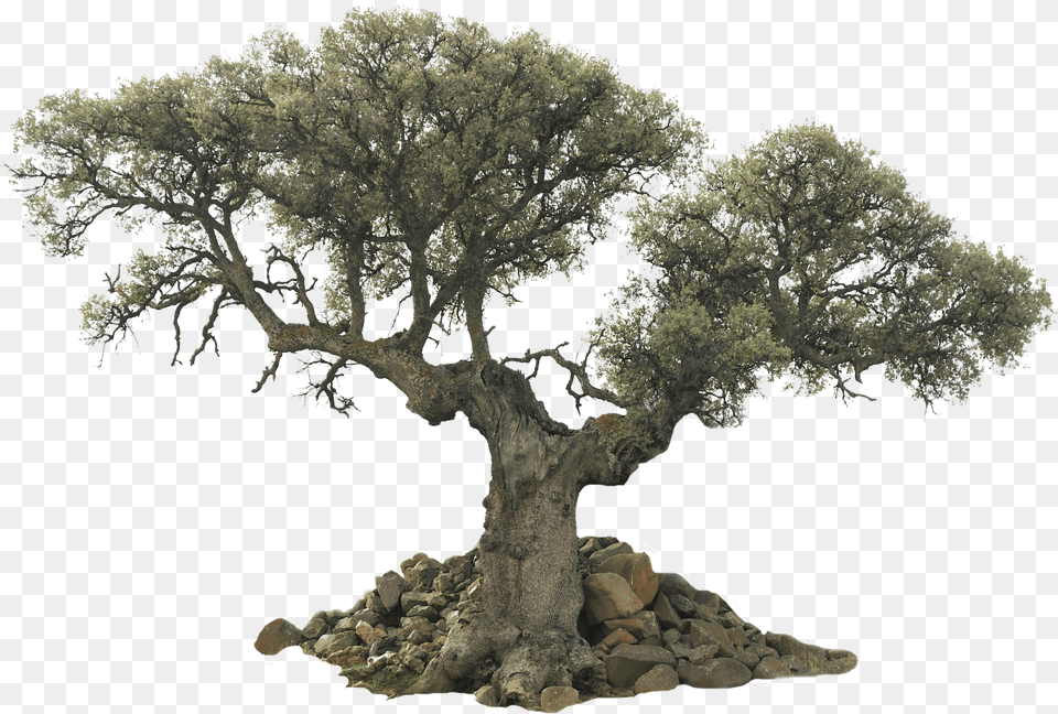 Tree Evergreen Olive Desktop Wallpaper Olive Tree, Oak, Plant, Potted Plant, Sycamore Png