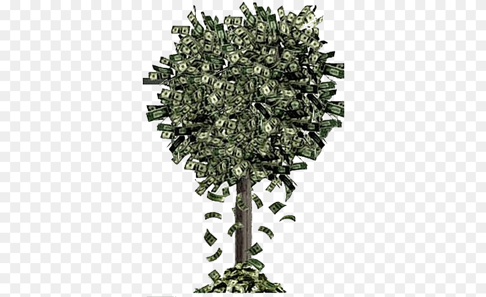 Tree Falling Money Tree Full Of Money, Plant Png