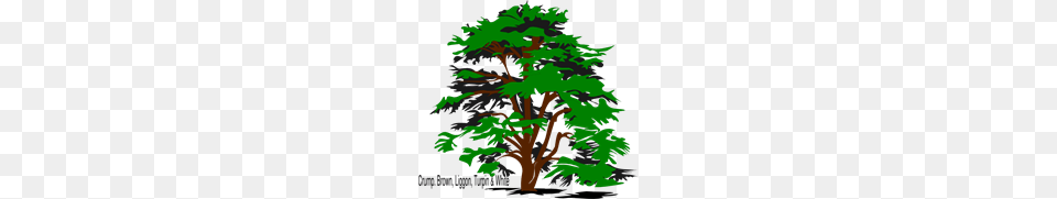 Tree Family Reunion Clip Art For Web, Conifer, Plant, Green, Vegetation Free Transparent Png