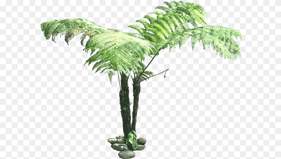 Tree Fern Cut Out, Plant Png Image
