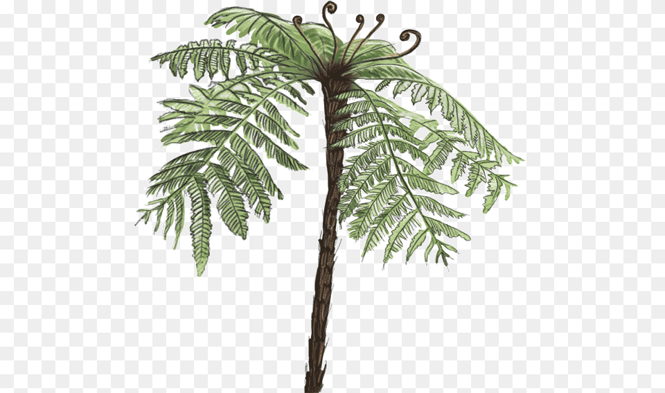 Tree Fern Download Tree Fern, Plant, Palm Tree Png Image