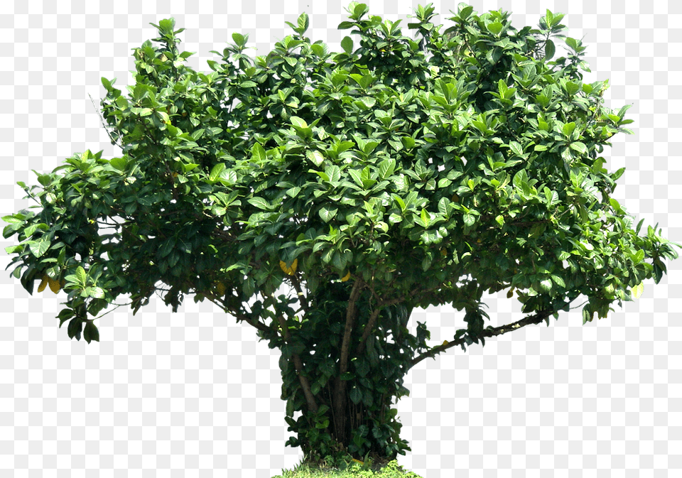 Tree Ficuslutea Letters J In Nature, Vegetation, Potted Plant, Plant, Leaf Png Image