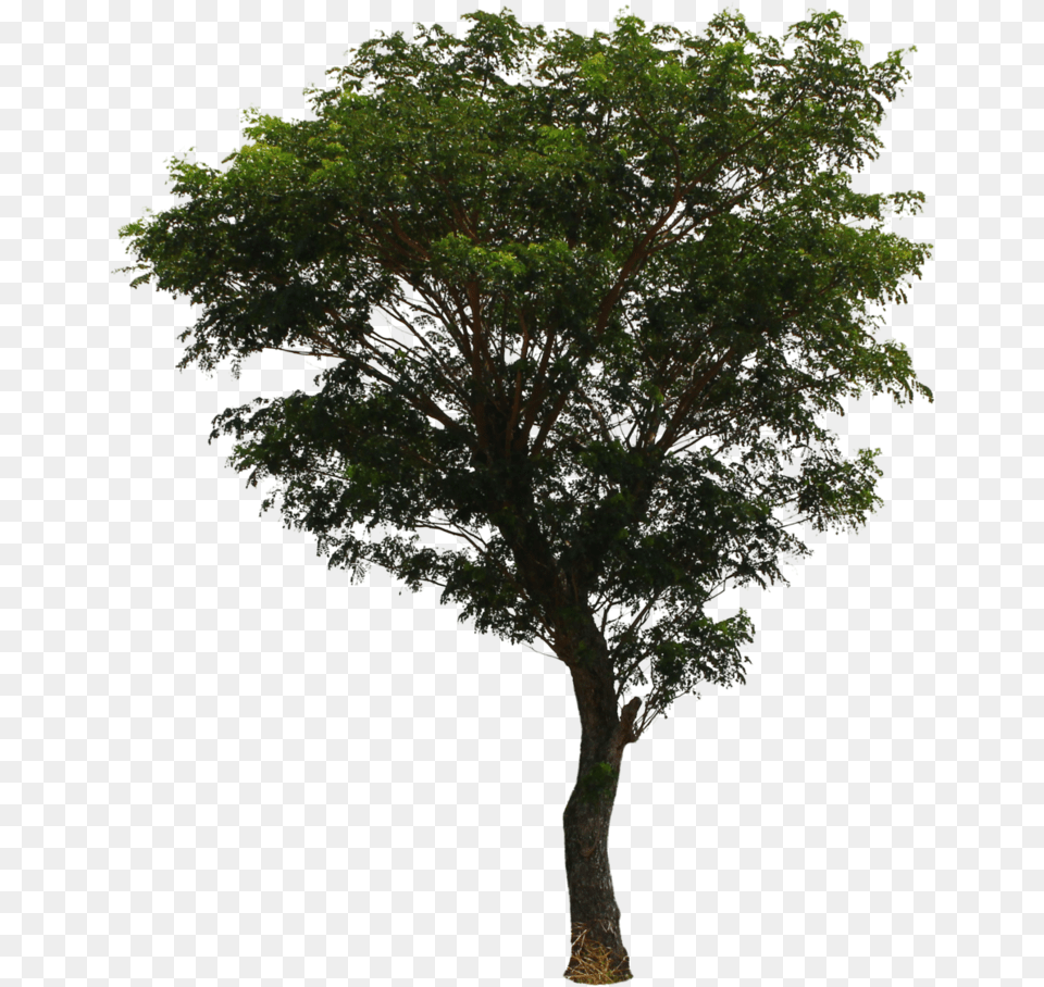 Tree File File, Oak, Plant, Tree Trunk, Sycamore Free Png