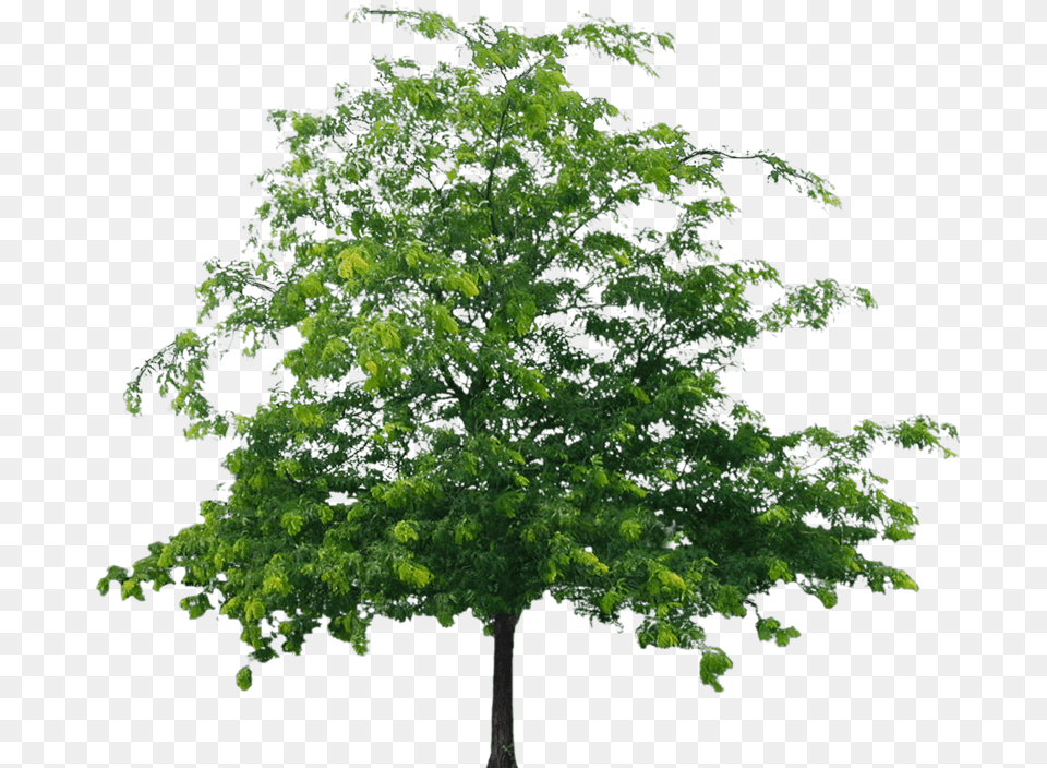 Tree File Format Flower Tree, Green, Plant, Maple, Oak Png Image