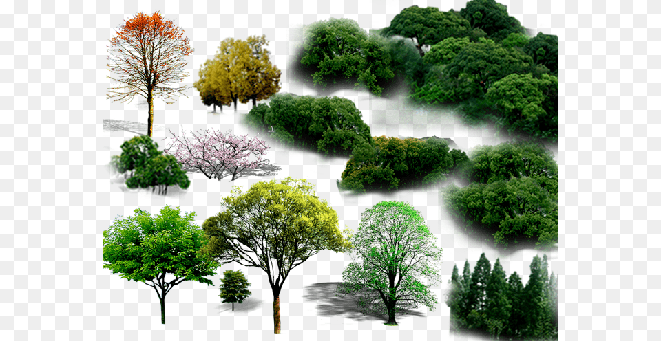 Tree File Hd Clipart Planting, Woodland, Outdoors, Nature, Plant Free Png Download