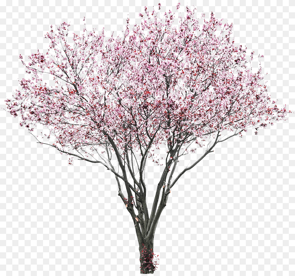 Tree Flower Pink Prunus, Plant, Cherry Blossom Png Image