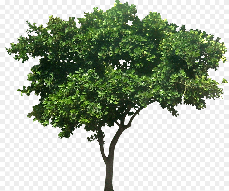Tree For Architectural Rendering Architecture Rendering Tree, Oak, Plant, Sycamore, Vegetation Png Image