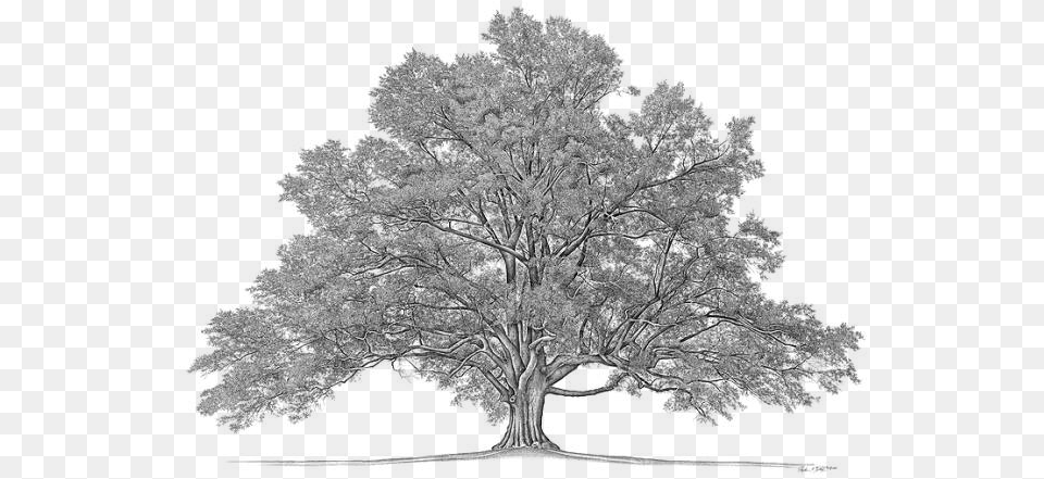Tree For Family Tree, Gray Png