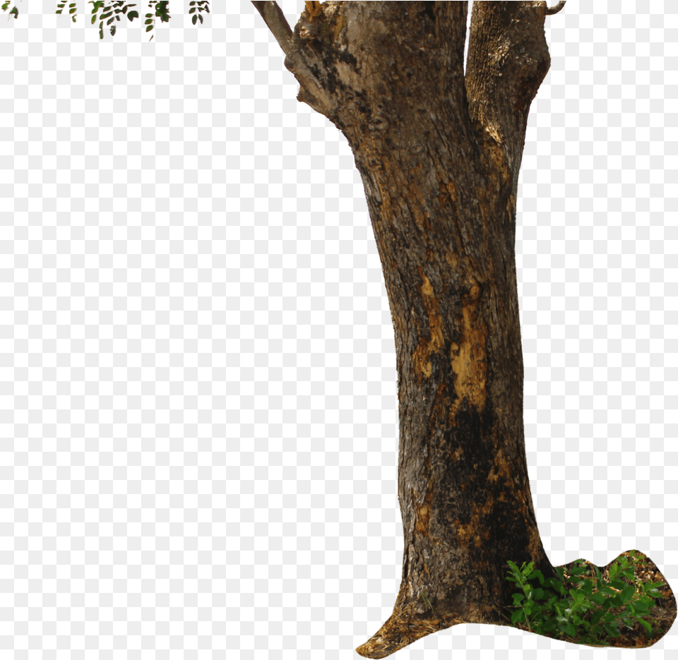 Tree For Picsart Editing, Plant, Tree Trunk Png