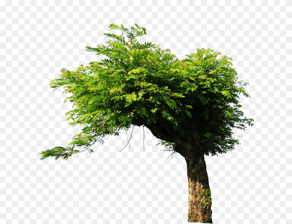 Tree For Picsart Tree Stock, Green, Plant, Tree Trunk, Conifer Png